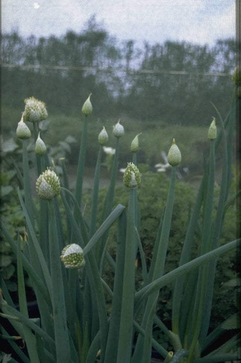 Sierui / Grof Bieslook - Allium Fistulosum