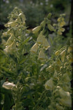 Geel Vingerhoedskruid - Digitalis grandiflora 'Carillon'