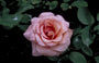 Grootbloemige roos - Rosa 'Blessings'