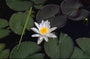 Nymphaea 'Marliacea Albida'