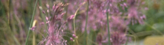 Berglook - Allium Carinatum subsp. Pulchellum