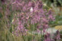 Berglook - Allium Carinatum subsp. Pulchellum