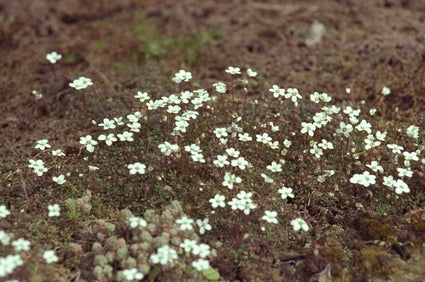 Gouden knoopjes - Ranunculus acris 'Multiplex'