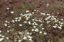 Gouden knoopjes - Ranunculus acris 'Multiplex'