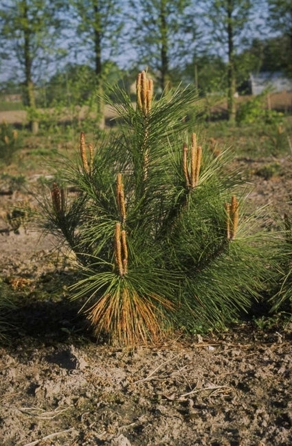 Pinus densiflora 'Kandelaber'