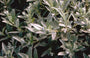 Wilg Salix helvetica