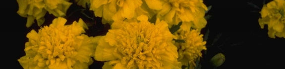 Klein afrikaantje - Tagetes patula 'Sunshine Yellow'