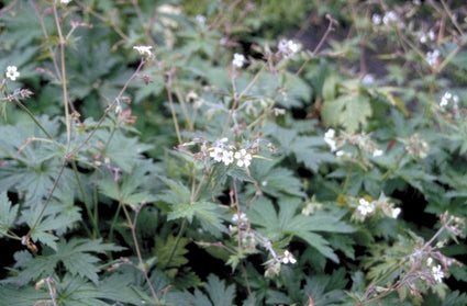 Ooievaarsbek - Geranium albiflorum