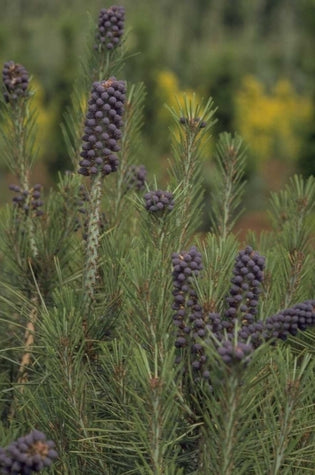 Japanse rode den - Pinus densiflora 'Umbraculifera'