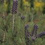 Japanse rode den - Pinus densiflora 'Umbraculifera'