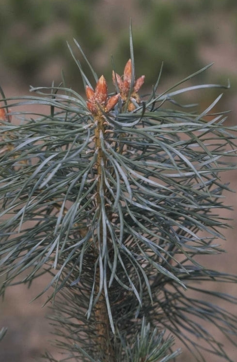 Grove Den - Pinus sylvestris 'Jade'