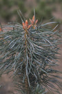 Grove Den - Pinus sylvestris 'Jade'