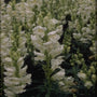 Grote leeuwenbek - Antirrhinum majus 'Coronette White'