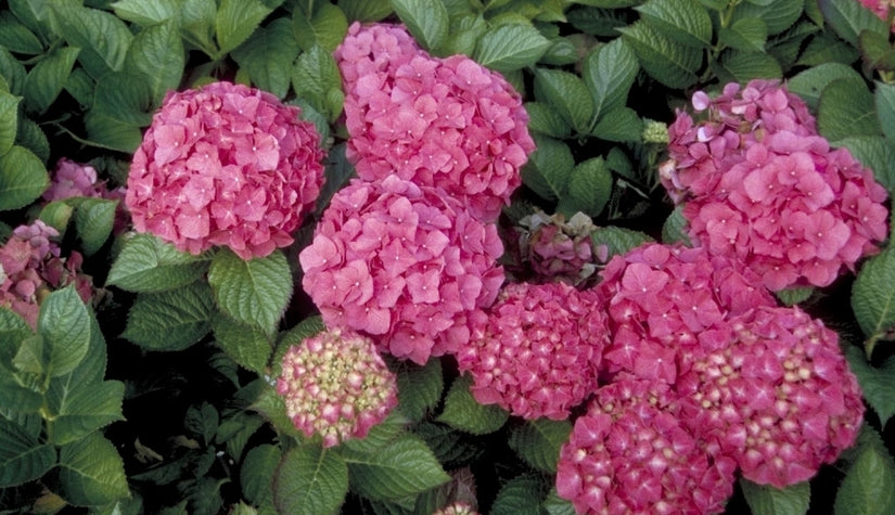 Hortensia - Hydrangea macrophylla 'Endless summer pink'