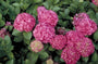 Hortensia - Hydrangea macrophylla 'Endless summer pink'