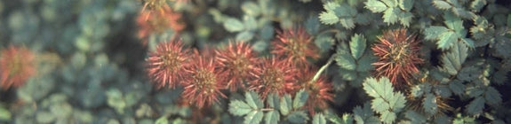 Stekelnootje - Acaena microphylla 'Kupferteppich'