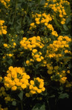 Pantoffelplant - Calceolaria 'Sunshine'