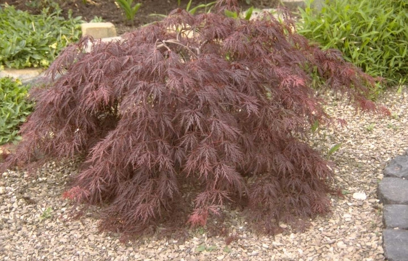 Japanse Esdoorn - Acer palmatum 'Garnet'