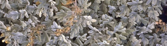 Alsem - Artemisia stelleriana