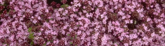 Wilde tijm - Thymus serpyllum 'Pink Chintz'