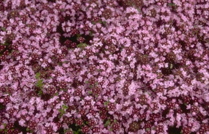 Wilde tijm - Thymus serpyllum 'Pink Chintz'
