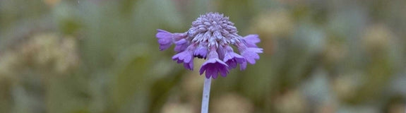 Hemelsleutel - Primula capitata subsp. mooreana