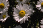 Margriet - Leucanthemum 'Polaris'