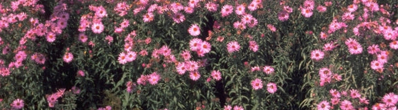 Herfstaster - Aster novae-angliae 'Barr's Pink'