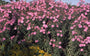 Herfstaster - Aster novae-angliae 'Barr's Pink'