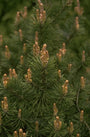 Struikden - Pinus banksiana 'Arctis'