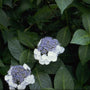 Hortensia - Hydrangea macrophylla 'Veitchii'