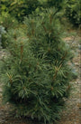 Siberische dwergden - Pinus pumila 'Chlorocarpa'