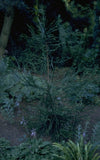 Japanse cipres - Cryptomeria japonica 'Dacrydioides'