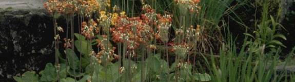 Sleutelbloem - Primula florindae 'Rubra'