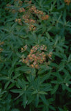 Wolfsmelk - Euphorbia griffithii 'Dixter'
