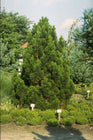 Slangenhuidden - Pinus leucodermis