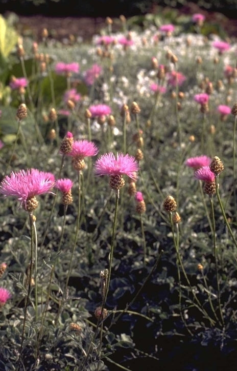 Korenbloem - Centaurea pulcherrima