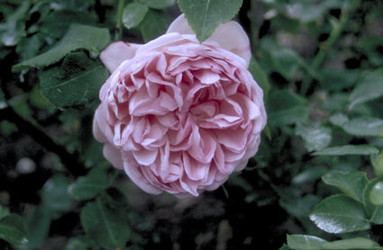 Engelse roos - Rosa 'Charles Rennie Mackintosh'