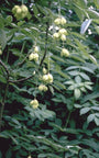 Pimpernoot Staphylea pinnata