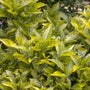 Broodboom - Aucuba japonica 'Variegata'