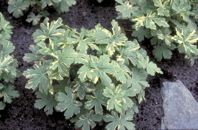 Ooievaarsbek - Geranium macrorrhizum 'Variegata'