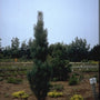 Grove den - Pinus sylvestris 'Draht'
