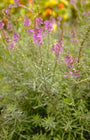 Vlasleeuwenbek - Linaria purpurea