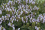Brunel - Prunella grandiflora 'Loveliness'