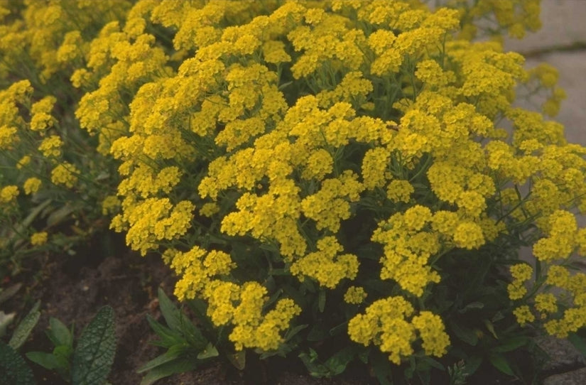 Aurinia saxatilis