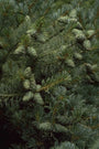 Japanse witte den - Pinus parviflora