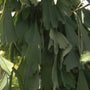 Japanse notenboom - Ginkgo biloba 'Saratoga'