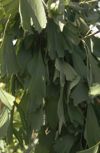 Japanse notenboom - Ginkgo biloba 'Saratoga'