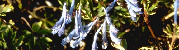 Helmbloem - Corydalis flexuosa 'Père David'