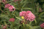 Asclepias syriaca